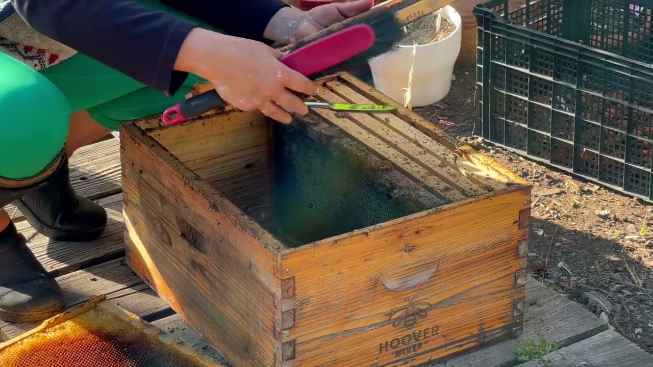 Nuevo Proyecto! Cazando Abejas Silvestres!! (video#1)🐝🐝🐝🐝
