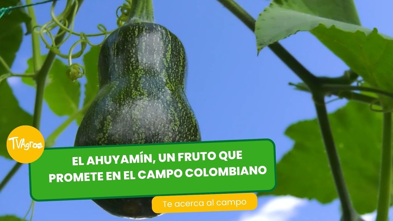 El Auyamín, un fruto que promete en el campo colombiano - TvAgro por Juan Gonzalo Angel Restrepo