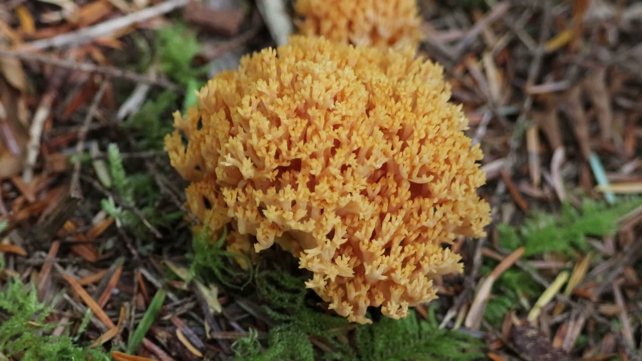 Yellow Coral Mushroom