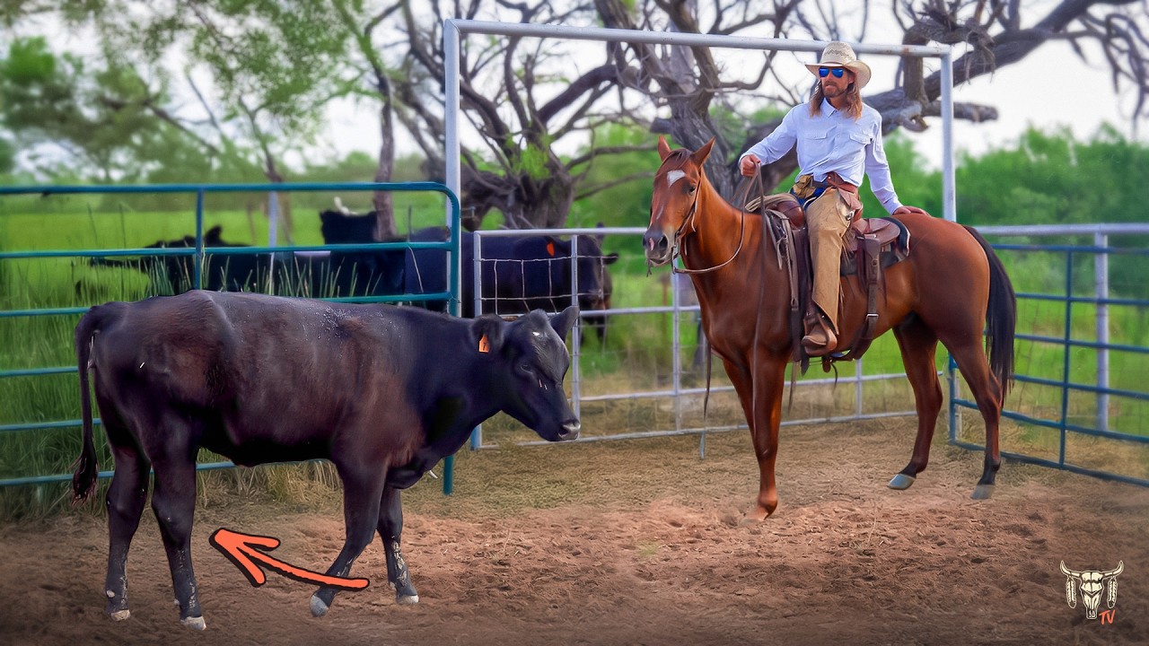 Can We Save My Heifer?! And Will The New Guy Make It?! Rodeo Time 449