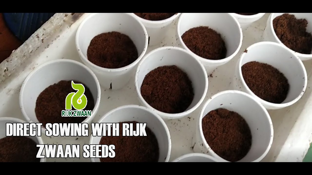 Direct Sowing Technique feat. Rijk Zwaan Lettuce Seeds - Hydroponic Farming (Part 1)