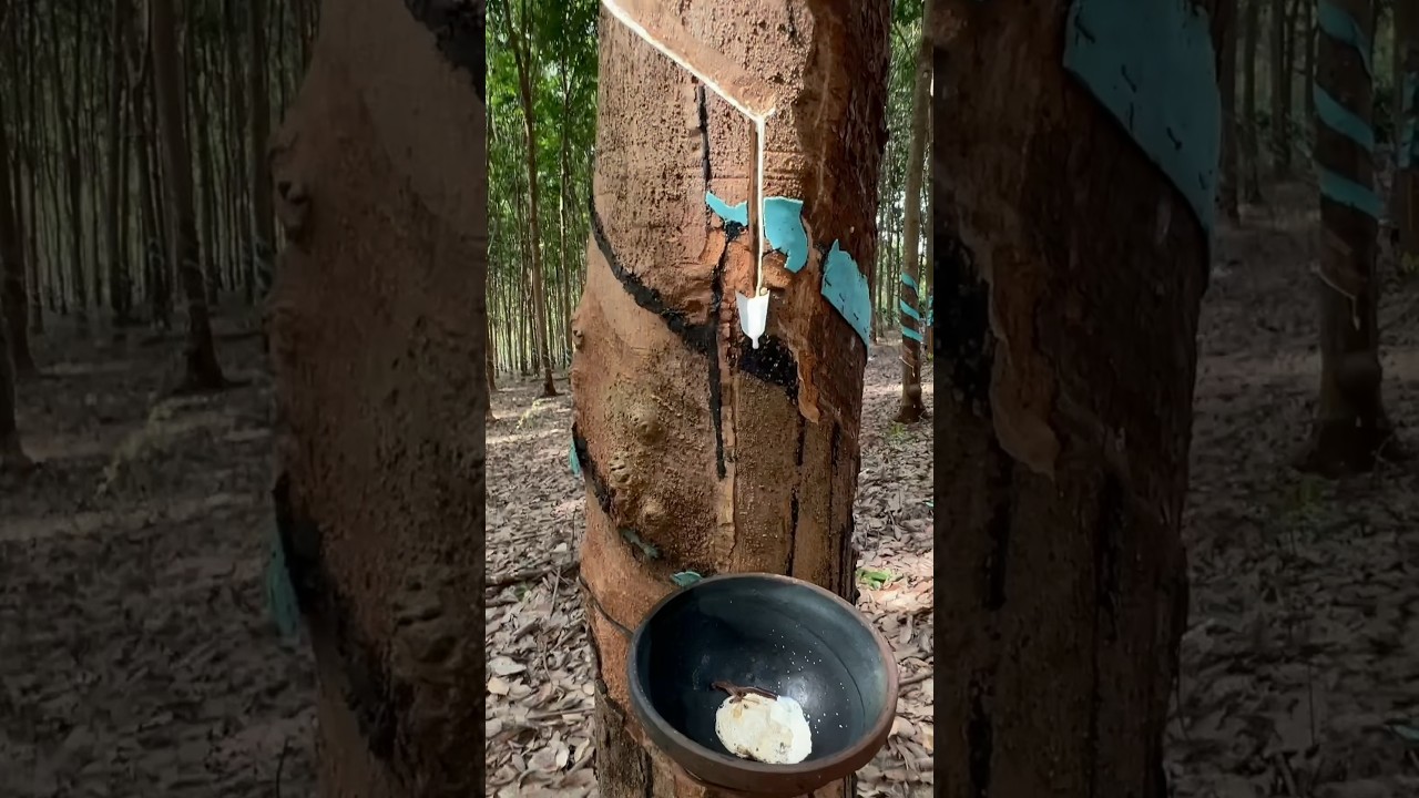 Harvest rubber tree How Natural Rubber Latex isExtracted From Millions of Hevea tree #rubber