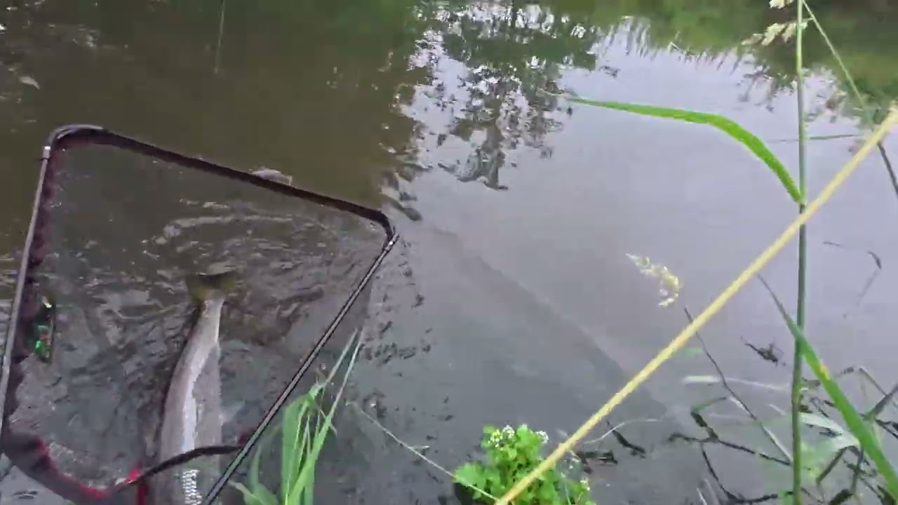 Havørred i Vejle å på MV-fluen.