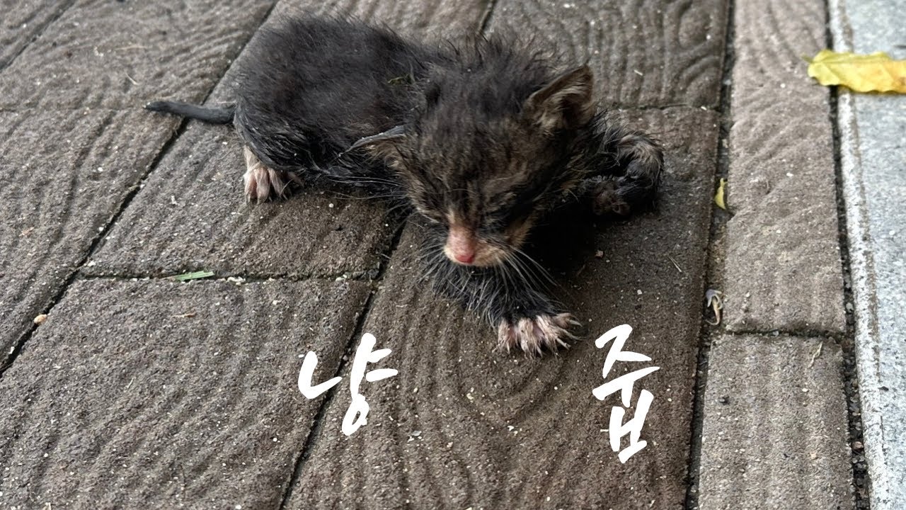 혼밥하러 가는 길에 홀딱 젖은 새끼 고양이를 주웠어요