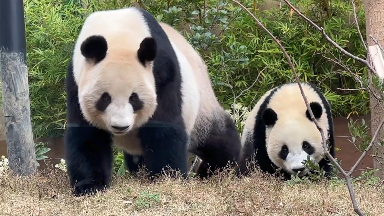 お母さんを追っかけるシャオくんレイちゃんがかわいい【未公開編】【上野動物園】