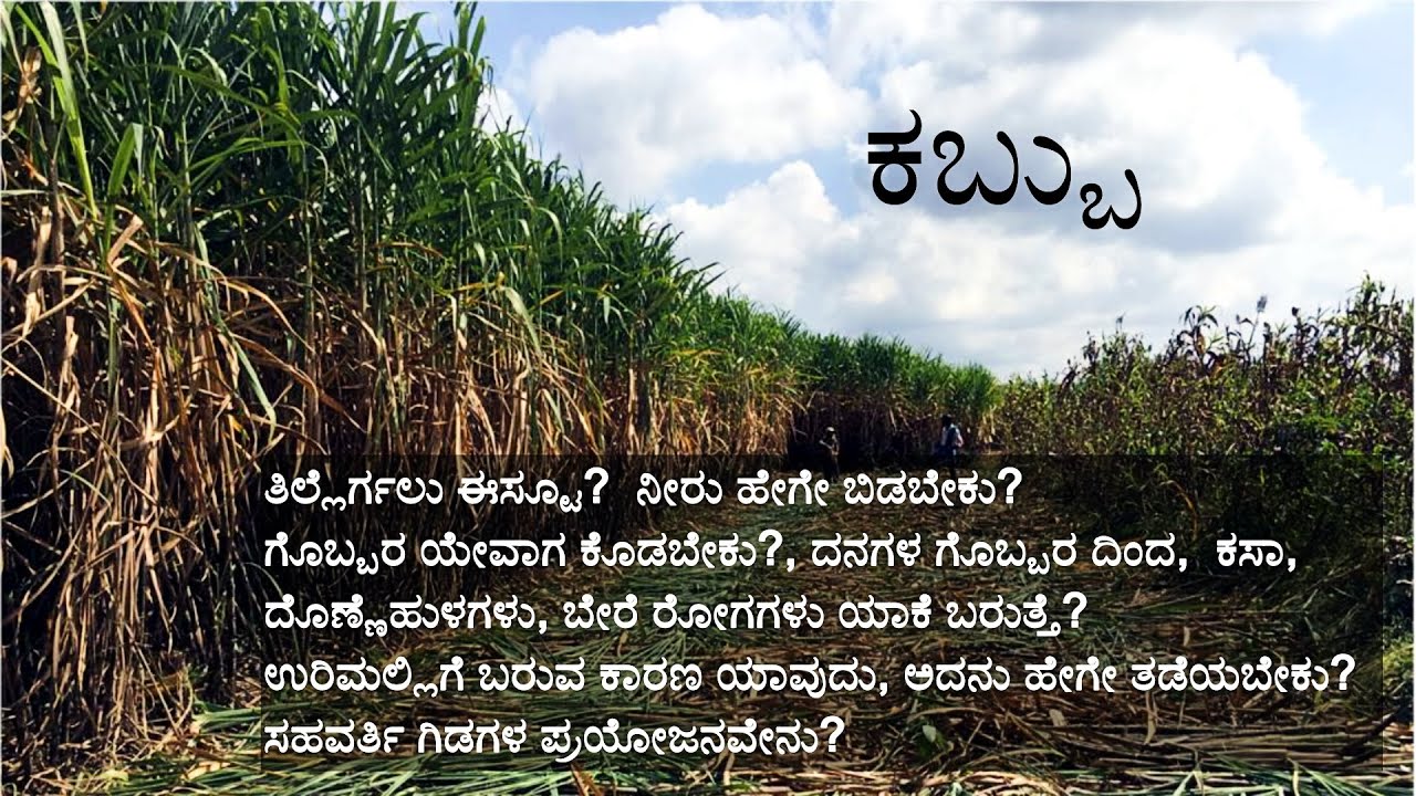 #ಕಬ್ಬು ನೀರು  ಗೊಬ್ಬರ ಯೇವಾಗ  ದನಗಳ  ಕಸಾ, ದೊಣ್ಣೆಹುಳಗಳು, ಬೇರೆ ರೋಗಗಳು ಯಾಕೆ ಬರುತ್ತೆ? #ಉರಿಮಲ್ಲಿಗೆ ಕಾರಣ