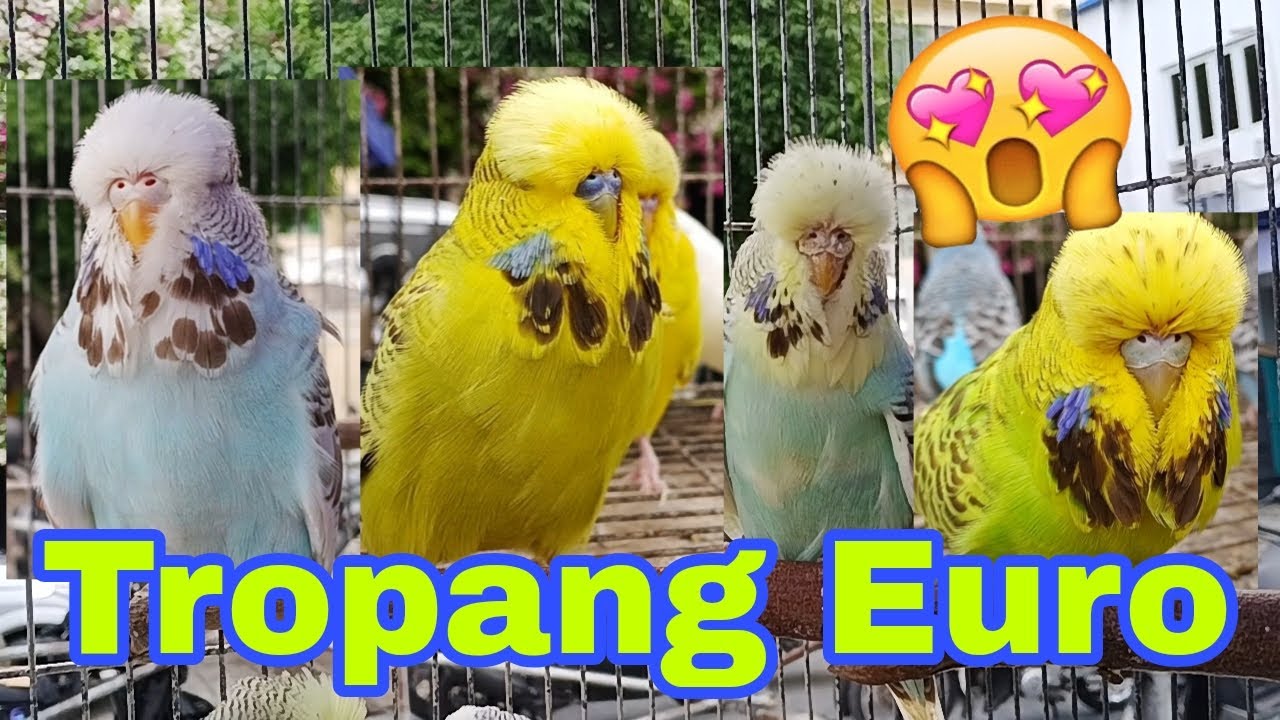 Vlog640 Quality Euro Budgie Ni Boss Vin Dito Malabon Pet Market 😱 🦜
