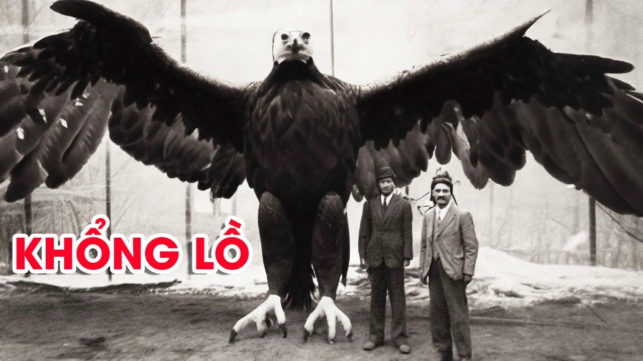 TOP 10 Loài Chim Đại Bàng LỚN NHẤT và MẠNH MẼ NHẤT Thế Giới - Xứng Danh Vị Vua Của Bầu Trời