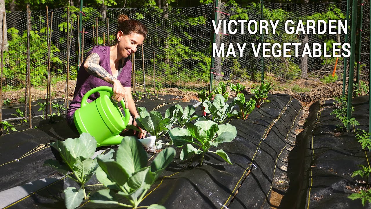 Appalachian Victory Garden: May Vegetables in Zone 7