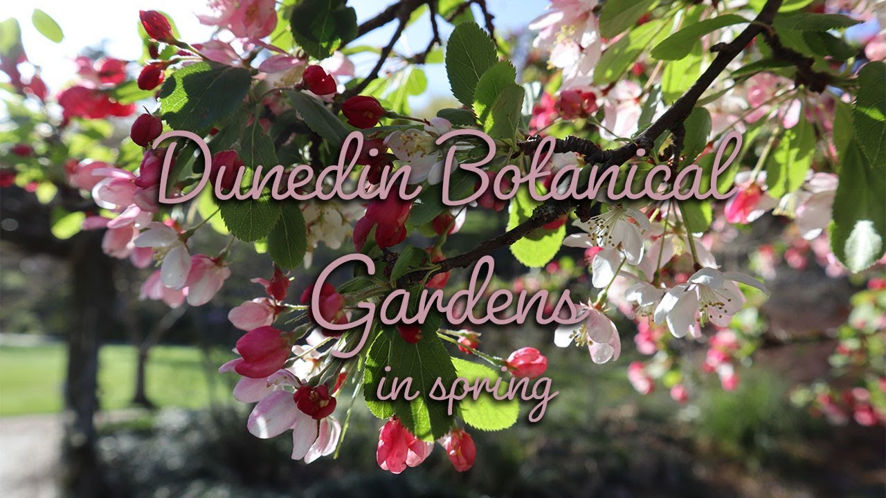 Dunedin Botanical Gardens in Spring | Flowers galore | Nature at its best