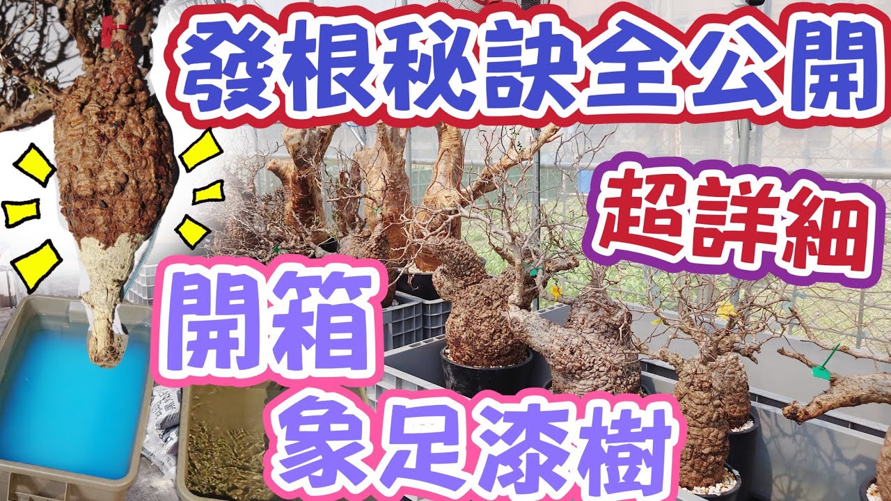 ［必學］超詳細象足漆樹發根全步驟#taiwan#caudex#bonsai#adenium#plants#龍舌蘭#沙漠玫瑰#塊根植物#塊根植物のある暮らし#盆栽#園藝#潮流#植物#塊根#多肉植物#教學