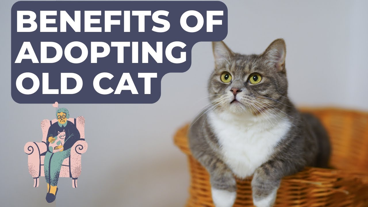 Benefits of Adopting Old Cat. Why senior cats make the perfect companions