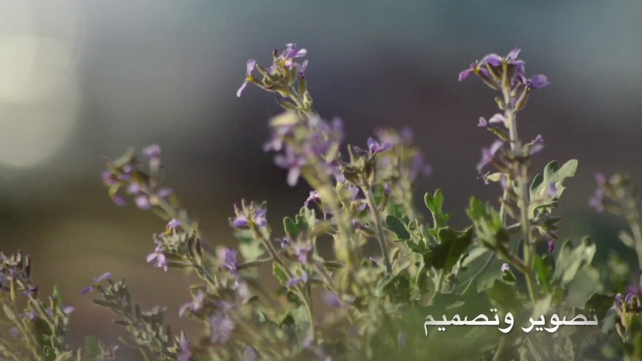شيلة : قلب الولع ( كلمات شبيب بن عرار واداء صالح بن مانعه تابعوني على الانستقرام ( تصاميم platinum4_