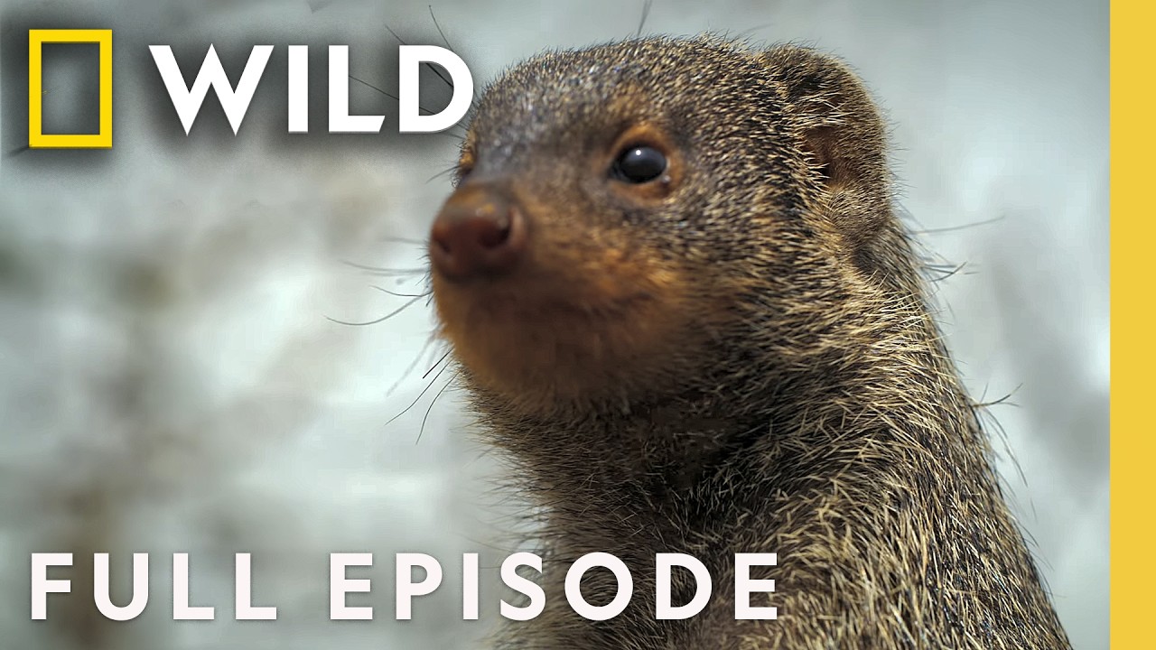 Strange Animal Relationships (Full Episode) | Super/Natural | Nat Geo Animals