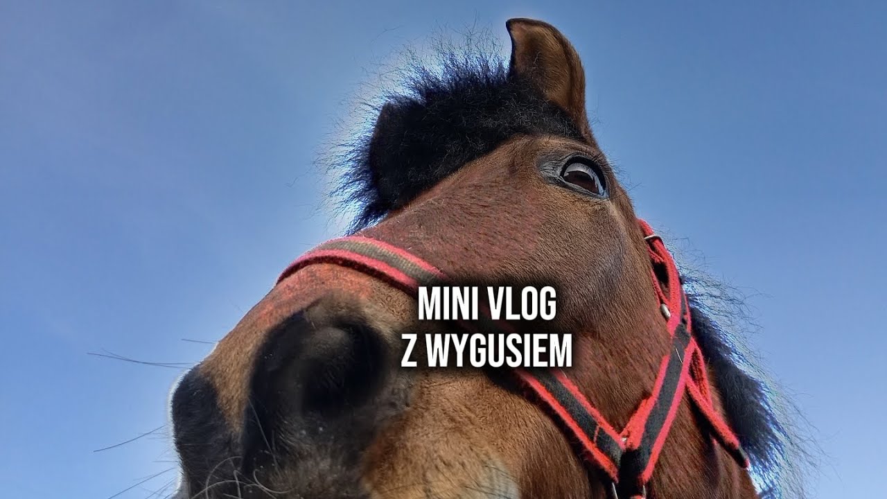 Special 400 sub💞🤪//mini vlog z Misiakiem🩷