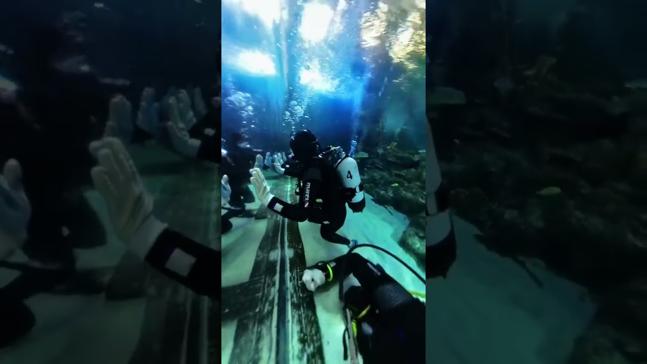 Skegness Aquarium shark dive experience