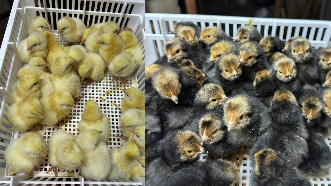 SÜS TAVUĞU CİVCİVLERİ ÇIKTI - VORWERK - SUSSEX- AUSTRALORP - AMERAUCANO