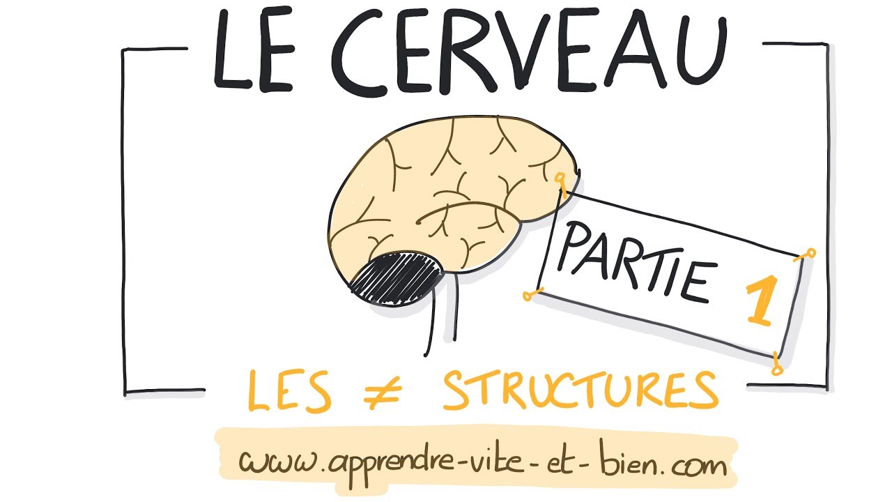 NEUROSCIENCES EN DESSINS : Les Grandes structures du cerveau (partie 1)