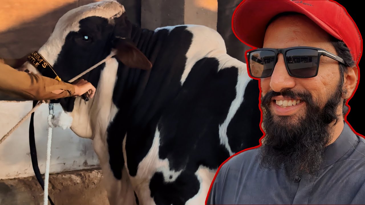 New Mohry New Looks 😎 | Qaswa (Camel) Update | ARMaani