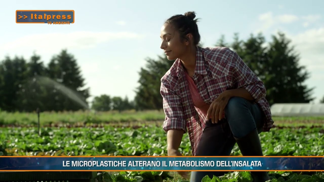 LE MICROPLASTICHE ALTERANO IL METABOLISMO DELL' INSALATA