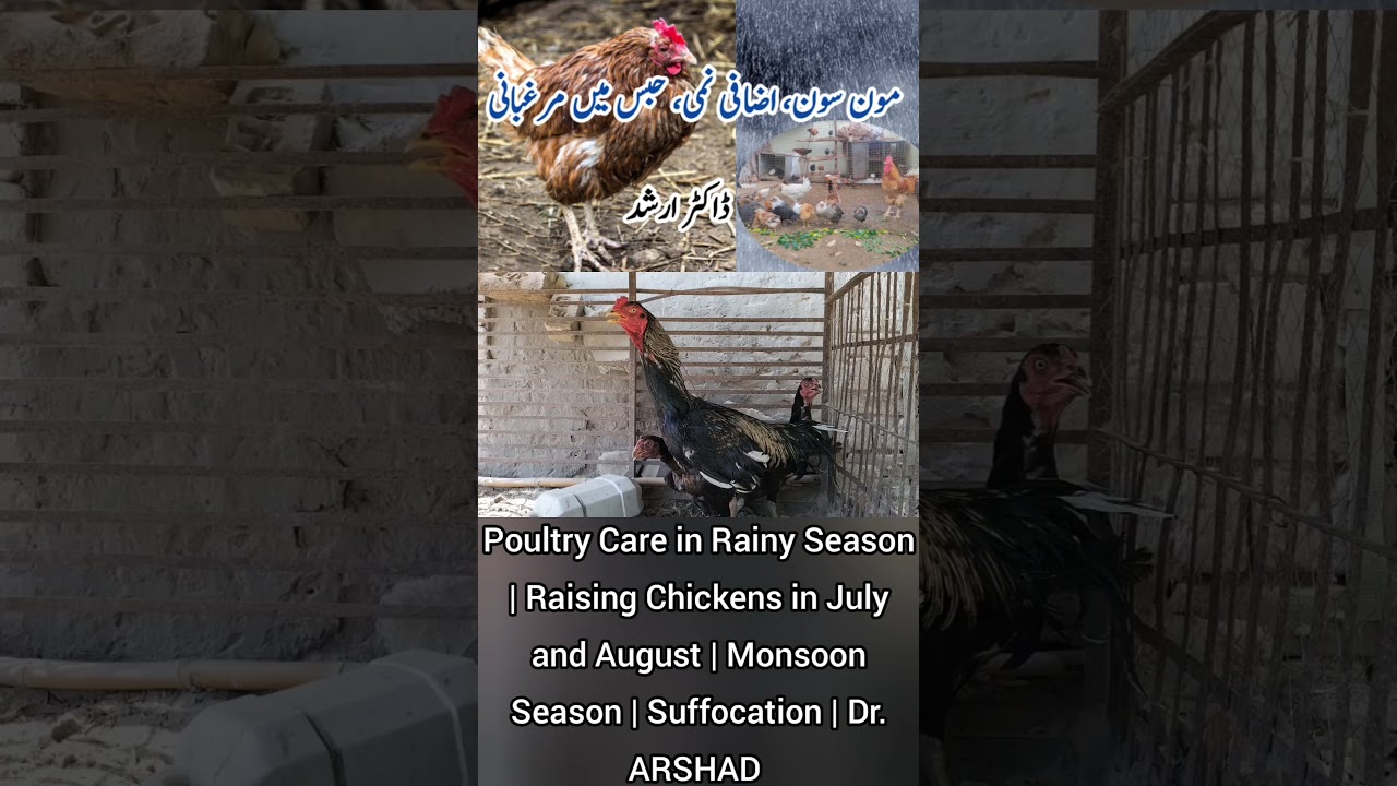 Poultry Care in Rainy Season | Raising Chickens in July and August | Monsoon Season | Dr. ARSHAD