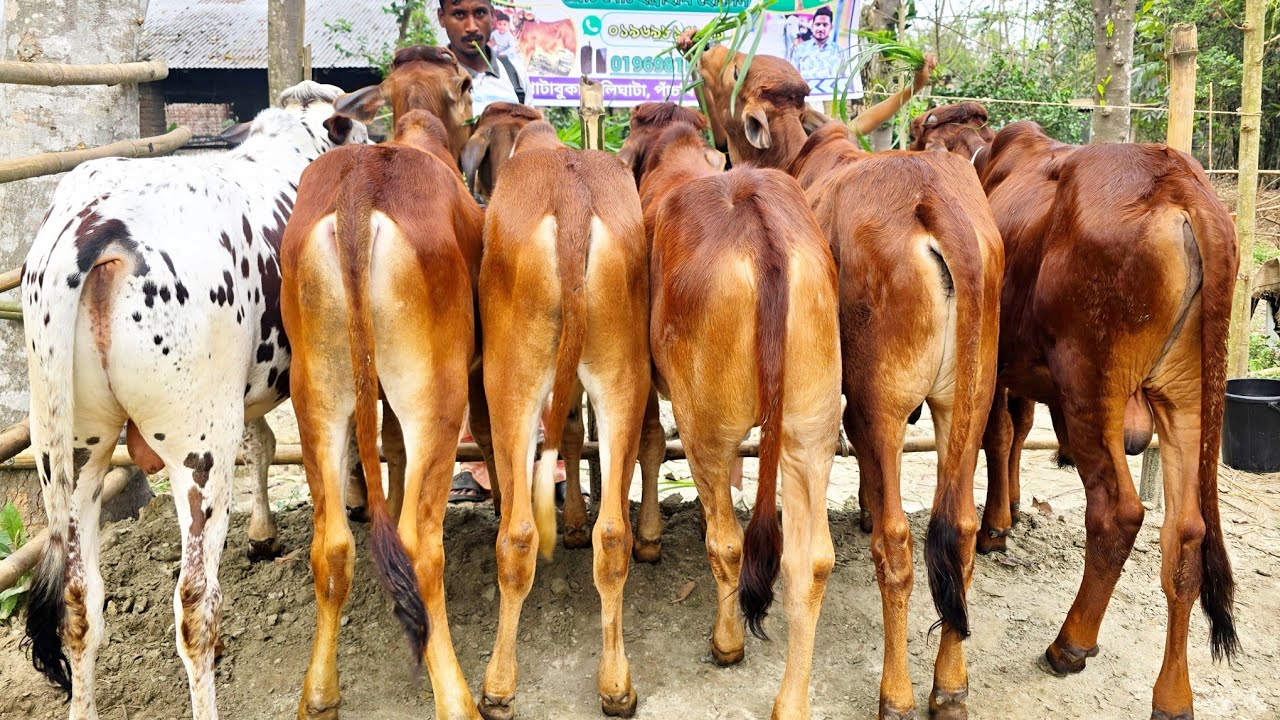 15/3/26/উত্তরবঙ্গ চ্যালেঞ্জ করে এক দামে বিক্রয় করা হবে, সেরা মানের শাহীওয়াল ষাঁড় বাছুর গরু কিনুন।