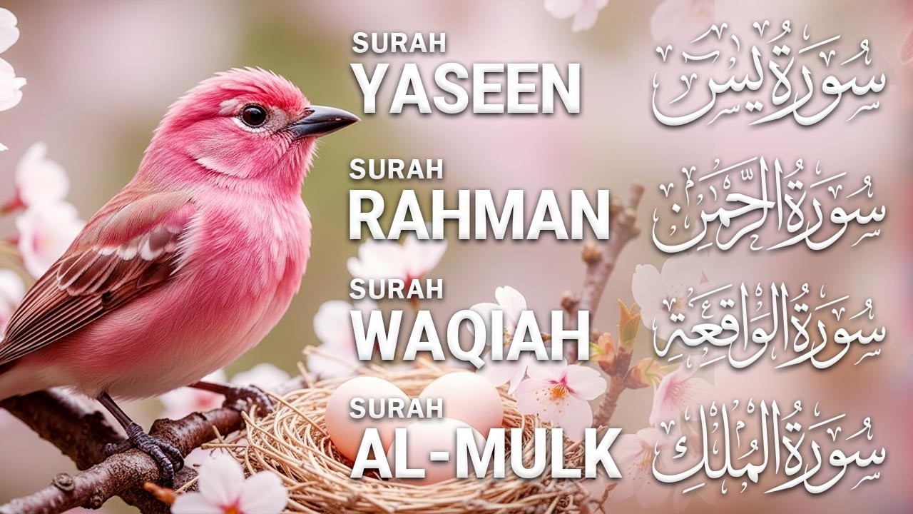 Magical Recitation Surah Yaseen (Yasin) | Surah Rahman | Surah Waqiah | Surah Mulk | Ep42