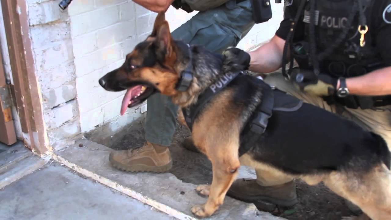 LASD K9 Tactical Canine Course