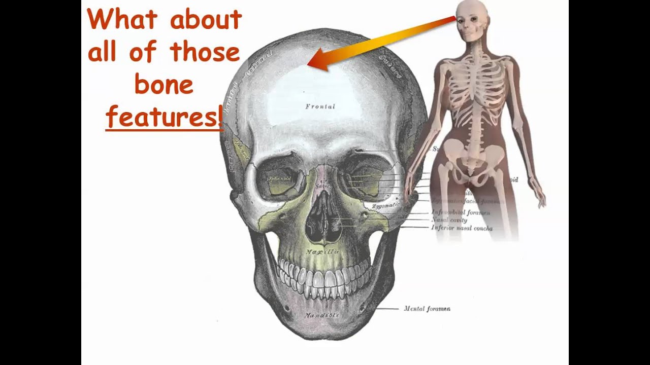 Bone Names Have Meaning - Part 1 - Get Started