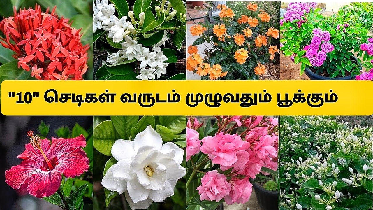 வெயில் காலத்திலும் அதிகமாக பூக்கும் 