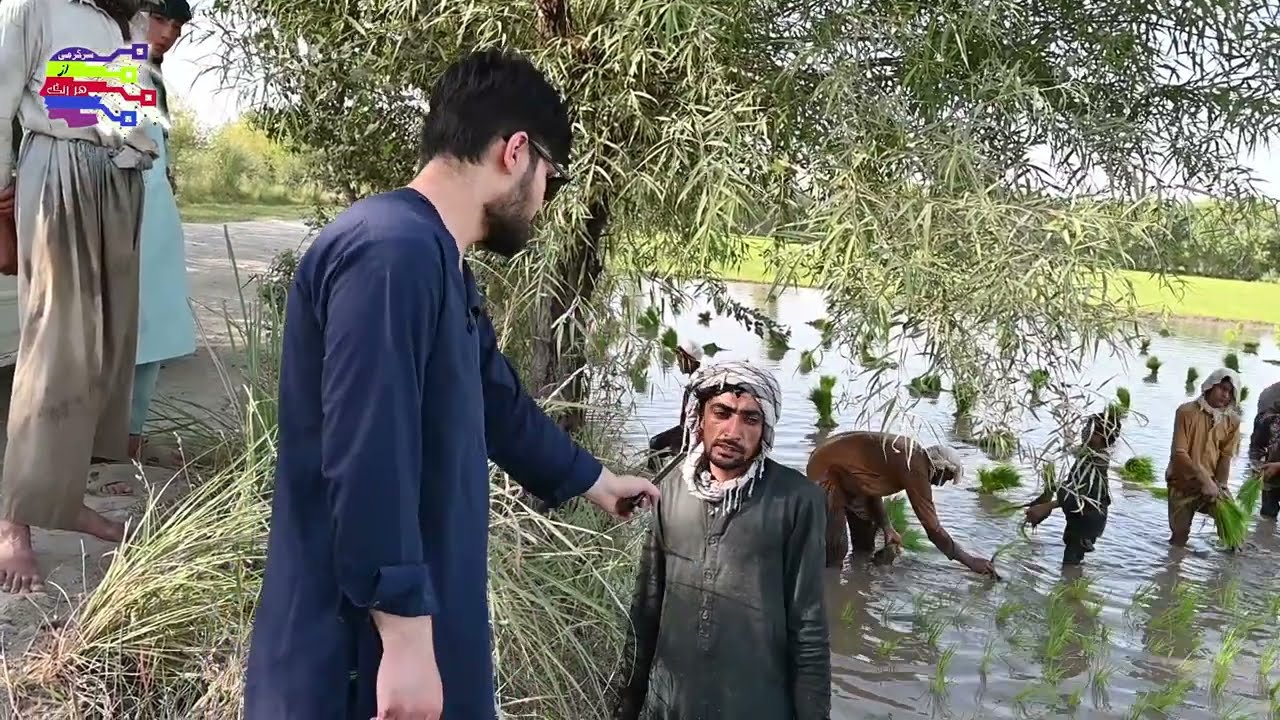 برنج چگونه کاشته میشود