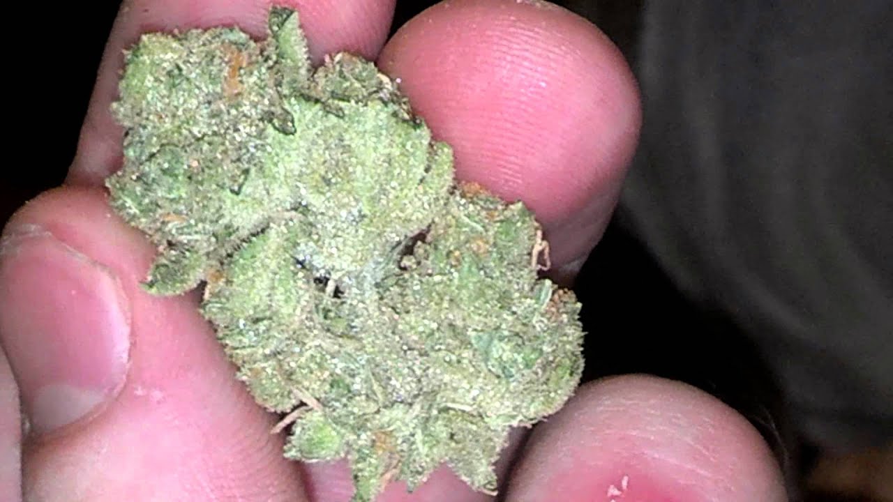 LSD close up buds