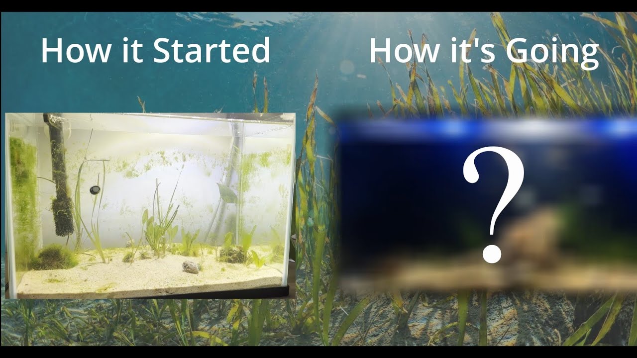 One Year Seagrass Tank Update