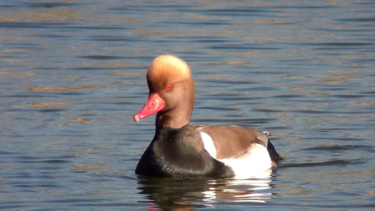 Pato colorado (Netta rufina) Red-crested Pochard