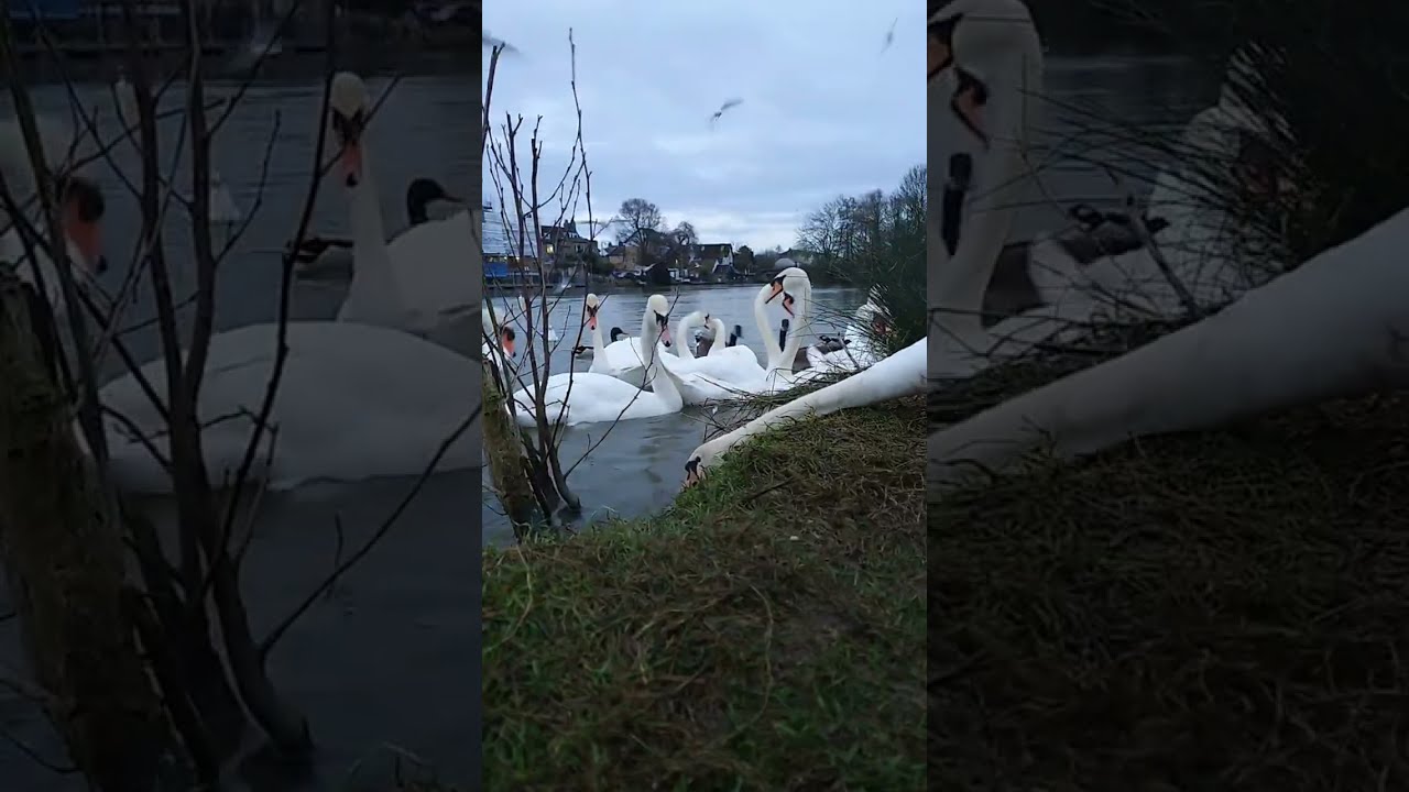 Live River Cam | Swans, Geese & Ducks. 21.02.26