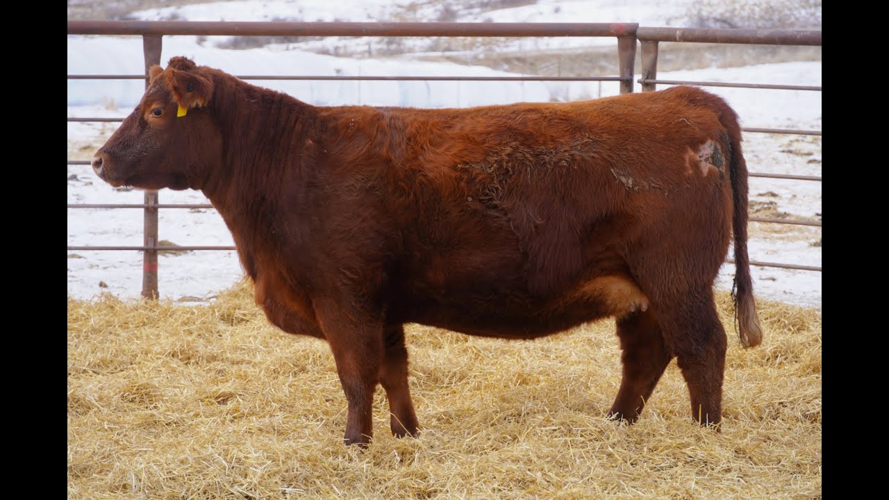 Preparing Bred Heifers For Red Fest Red Angus Sale On March 27th