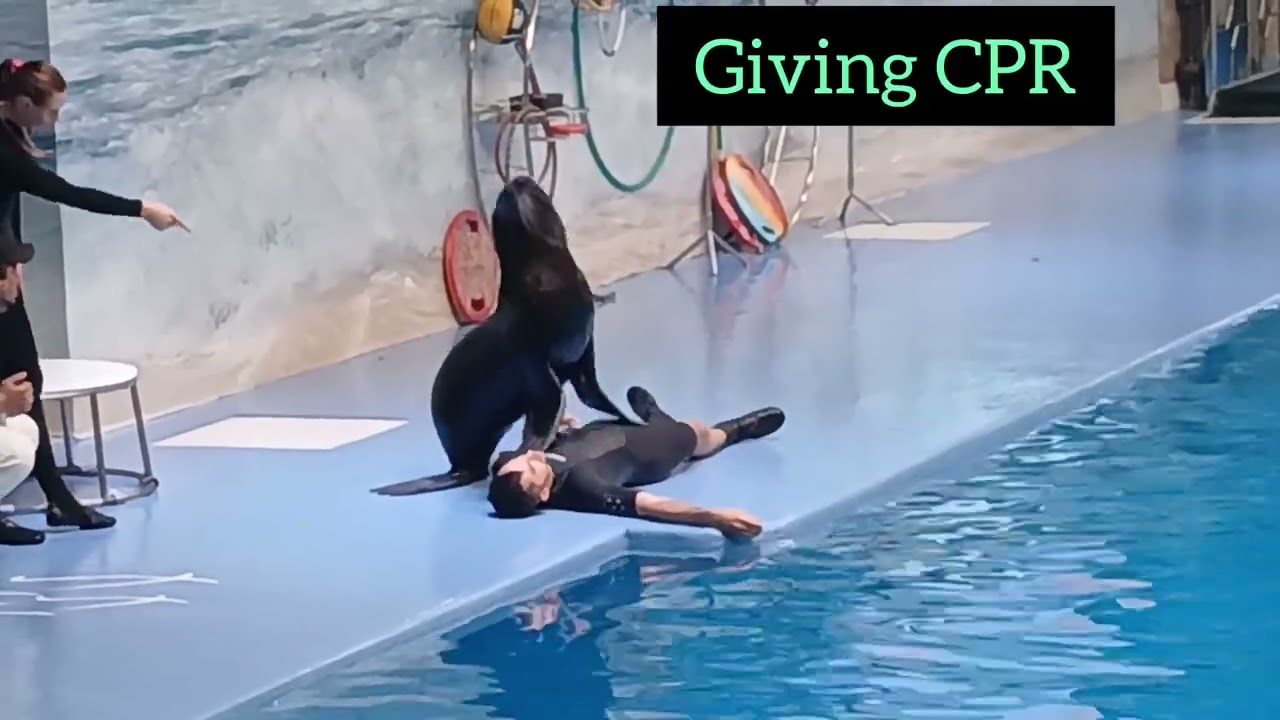 Cute and Funny Seal #seal show #dubai Dolphinarium #uae #aquarium .