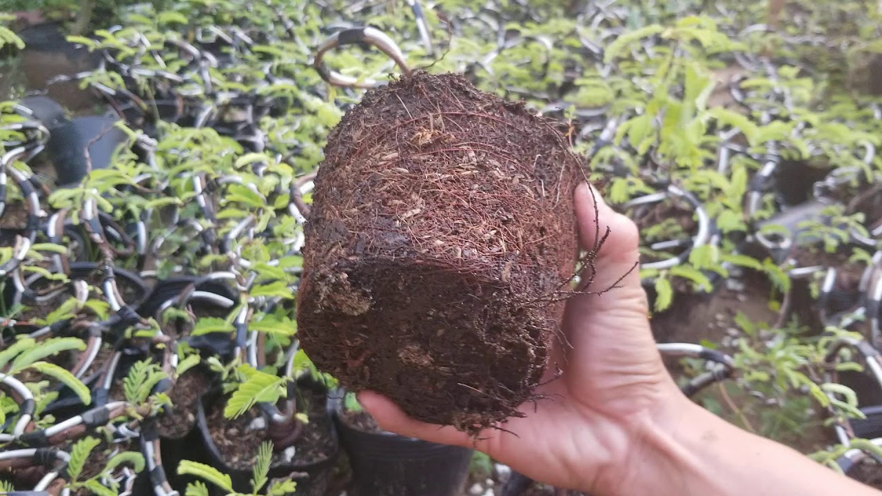 ME BONSAI MINI QUÁI 1 năm tuổi giá rẻ tập chơi | 0933.368.533