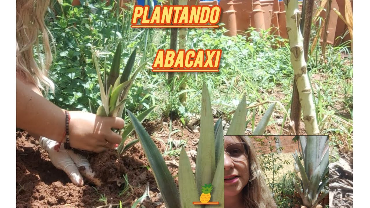 PLANTANDO ABACAXI 🍍 