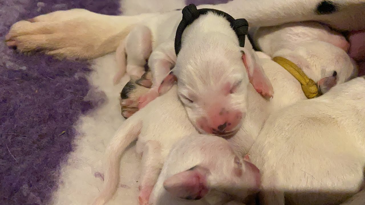 Two day old Dalmatian puppies