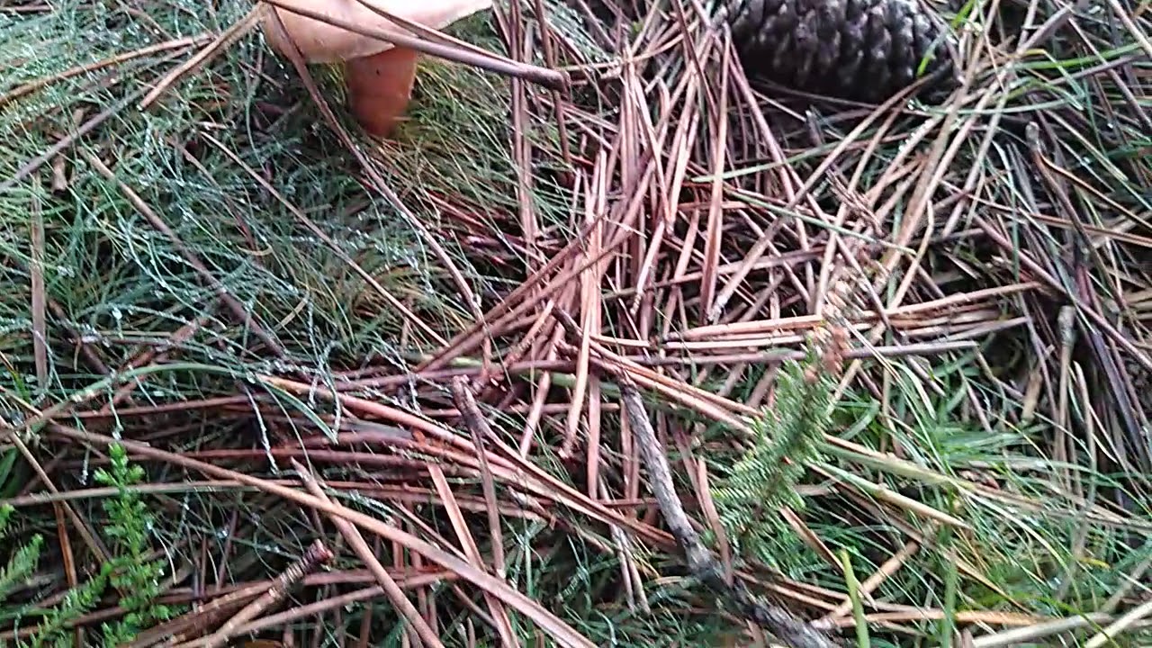 Cogiendo Lactarius Deliciosus (N&iacute;scalos) Barbanza - Galicia Diciembre 2018