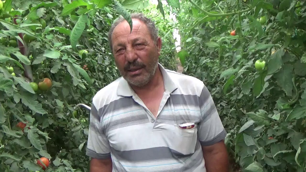 Nevşehir - 5 Dekar Salatalık Ve Domates Serası - Yeni Sera Tesisi - Ham Toprak