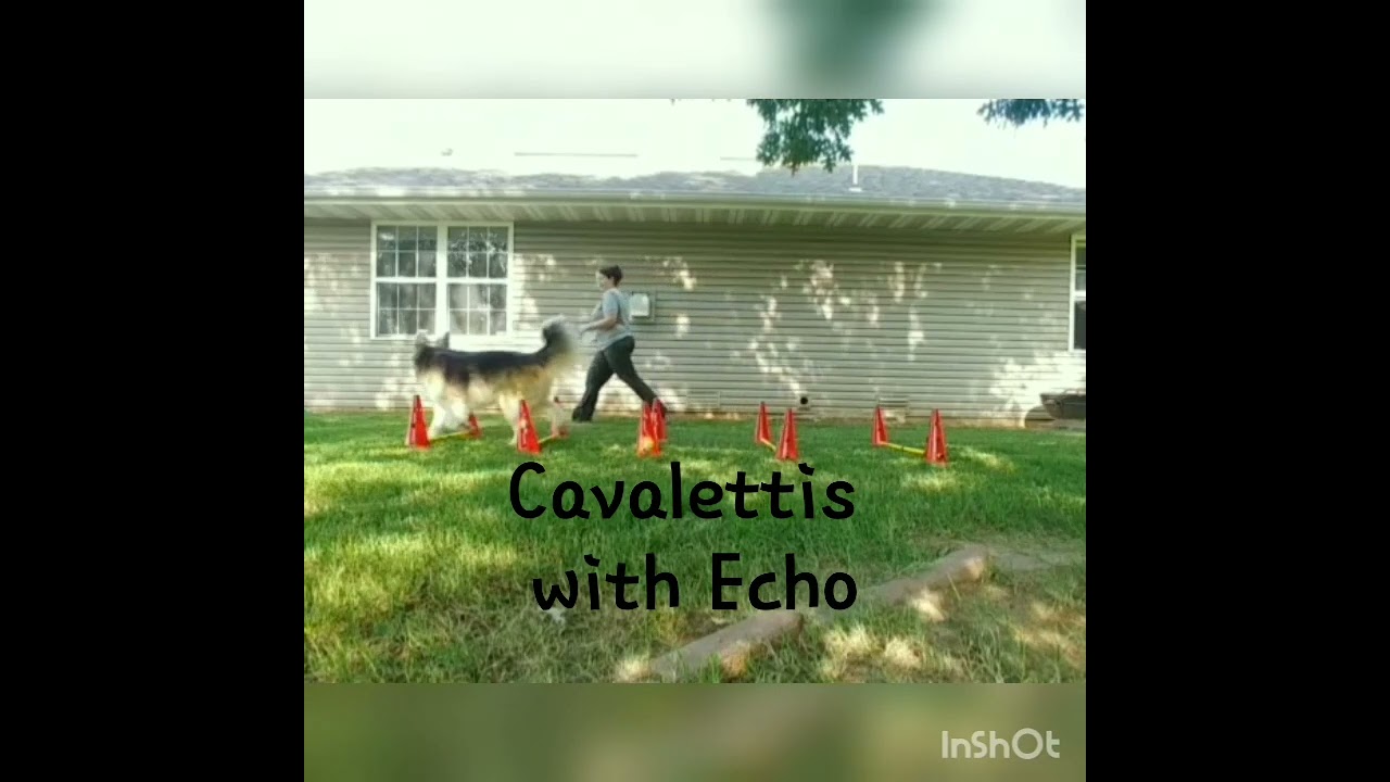 Graceful Gaits: Results of Cavaletti Training