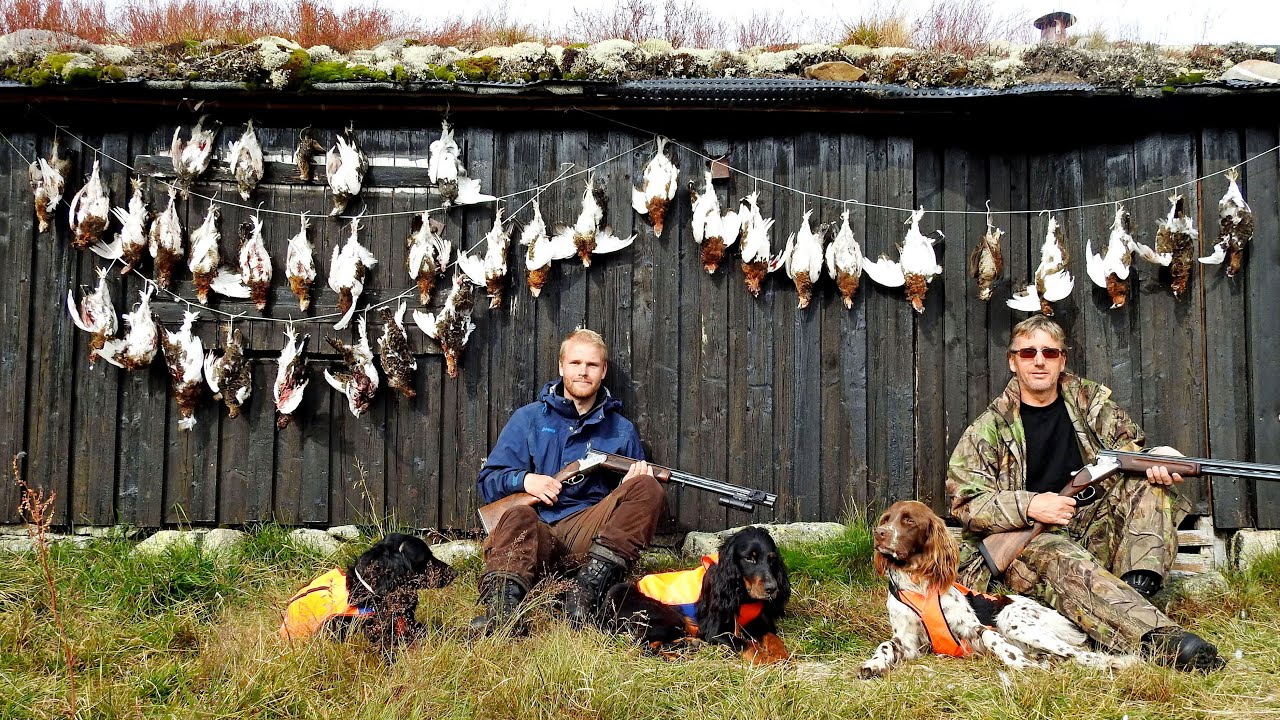 Rypejakt i Rypas Rike 2 (Grouse Hunting / Ptarmigan Hunting / Lagopus)
