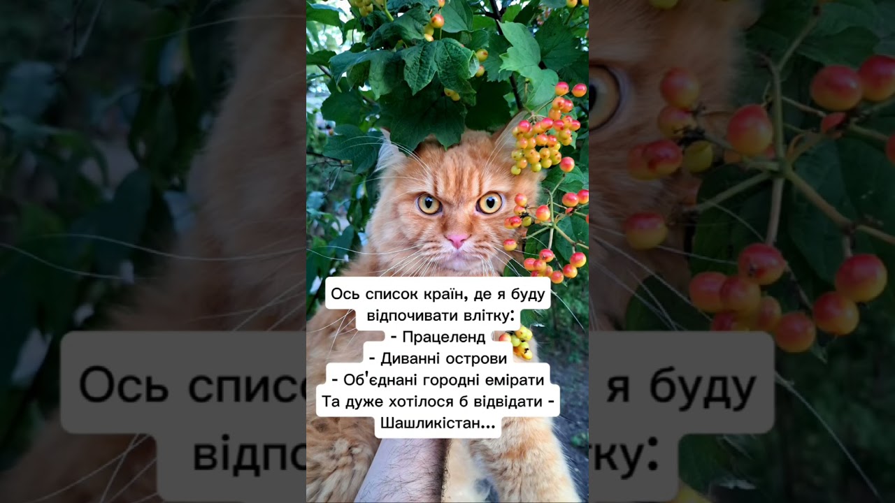 А Ви де? #кітблогер #життяяквоноє #гуморукраїна #веселівідео #відпустка #такіживем #українці