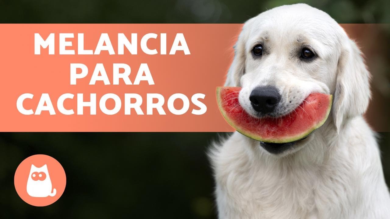 CACHORRO pode comer MELANCIA? - Quantidades e propriedades