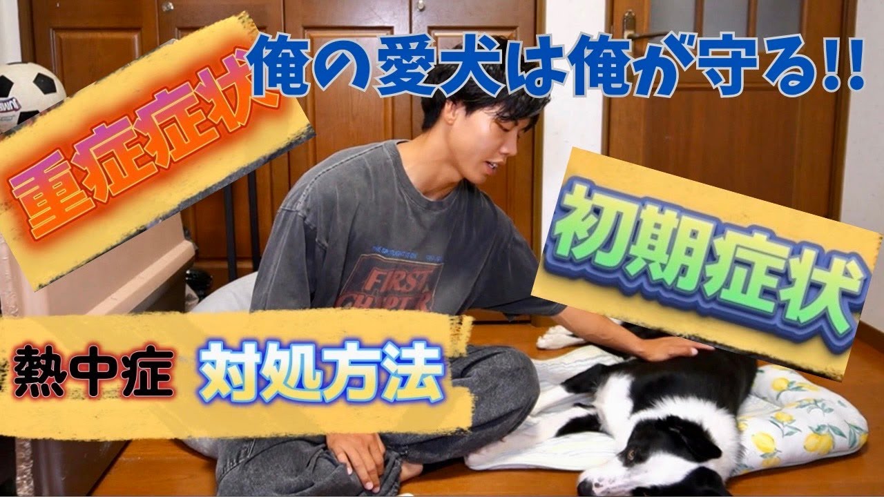 愛犬ボーダーコリーと教える熱中症の症状、対処方法について