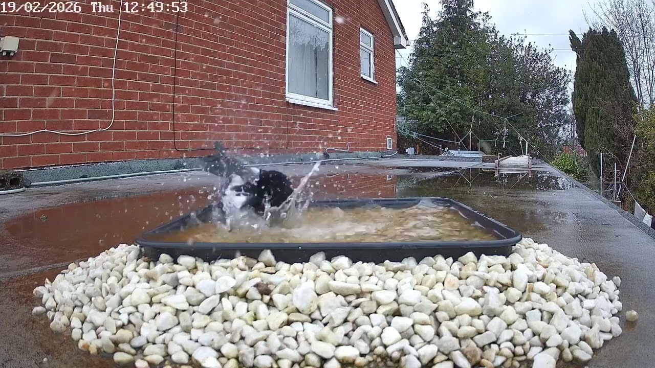 Magpie bathing, 19th February 2026