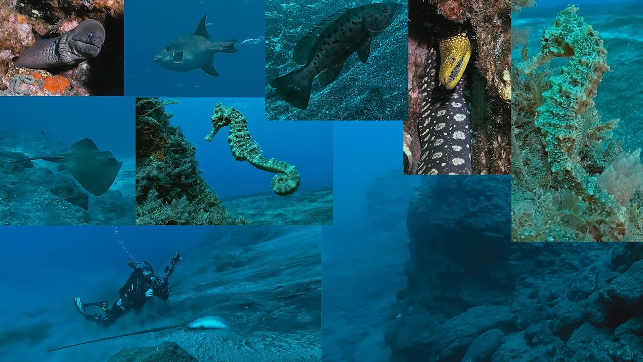 Buceo en Puerto Naos 29-11-2025
