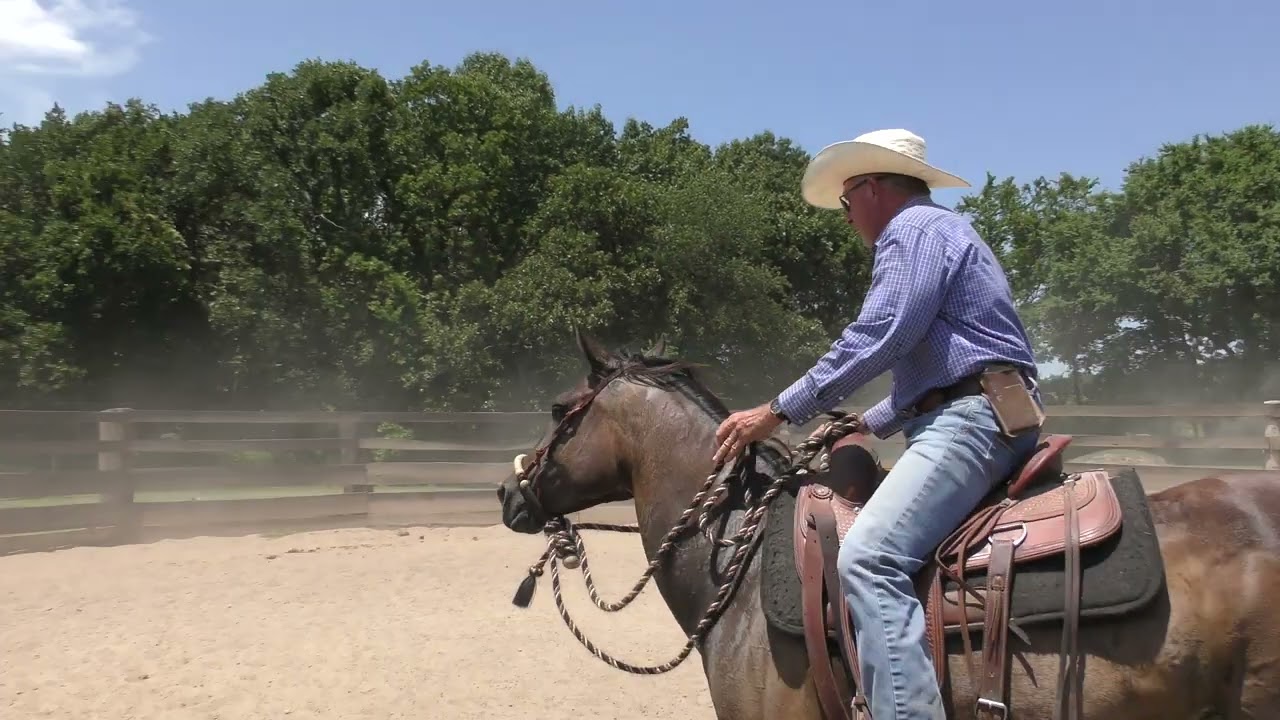 What Causes a Horse to Buck?  Part 2
